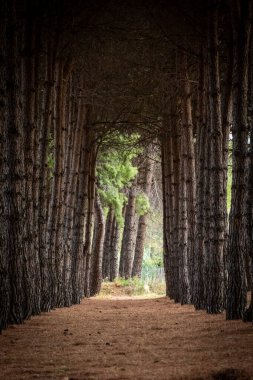 Orman yolu ışığa çıkıyor, uzun çam ağaçlarıyla çevrili, doğal bir tünel oluşturuyor. Yolculuğu, büyümeyi, geleceği yansıtıyor.