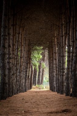 Çam ağaçları, gözü kuru çam iğneleriyle kaplı topraktan aşağıya doğru götüren uzun ve doğal bir tünel oluşturuyor.