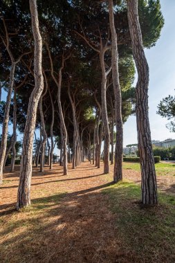 Çam ağaçları doğal bir tünel oluşturarak, kuru ve iğne kaplı bir yolda uzun gölgelerle gözden kaybolan nokta perspektifi oluşturuyor.