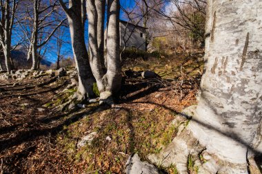 Bir sonbahar ormanının dolambaçlı ormanlık yolu boyunca uzanan çıplak kayın ağaçları, güneş ışığı uzun gölgeler ve tepede gizlenmiş kırsal bir bina.