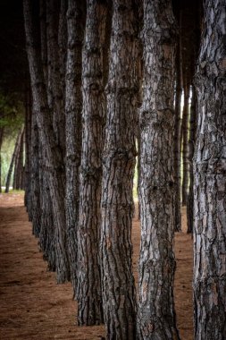 Çam ağaçları iğne kaplı zemin üzerinde bir çizgi üzerinde dururlar. Sert kabukları sakin bir ormanda tekrar eden dikey bir şekil oluşturur.