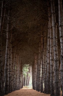 Uzun çam ağaçları doğal bir tünel oluşturuyor ve orman sahnesinde yol gösteriyor, yön ve yolculuk hissi veriyor.
