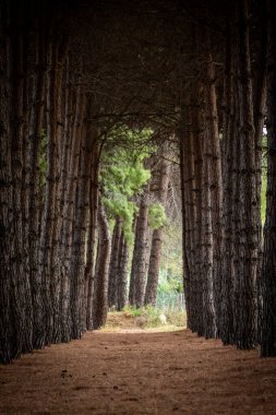 Çam ağaçları doğal bir tünel ve davetkar bir yol oluşturarak izleyiciyi sakin bir orman sahnesinden ışığa doğru yönlendiriyor.