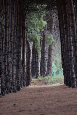 Dik duran çam ağaçları, iğnelerle kaplı sakin bir orman zeminine uzanan doğal bir yol oluşturuyor.