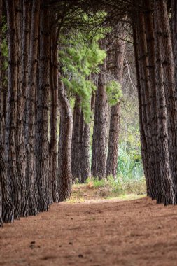 Uzun çam ağaçlarından oluşan bir caddeye uzanan orman yolu. Yumuşak iğnelerle kaplı doğal bir koridor oluşturan desenli gövdeleri.