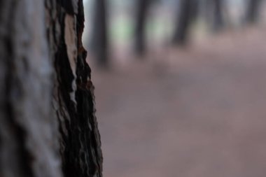 Ağaç kabuğu, sessiz bir orman ortamında, dağılmış bir patikayı ve arka plan ağaçlarını çerçeveleterek, yakın çekim dokusu sağlar.