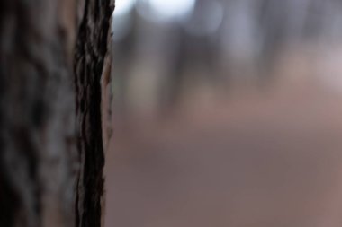 Sert ağaç kabuğu dokusu doğal esnekliği, organik ayrıntıları ve açık havada bulanık, sakin ortamdaki dayanıklılığı gösteriyor.