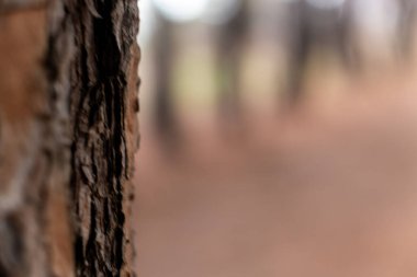 Sol tarafı kaplayan bir ağaç kabuğunun pürüzlü dokusu yumuşak bulanık bir arka planı olan doğal desenler sunuyor.