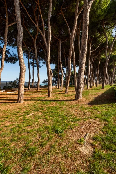 Pineta di Pineto, Via Arlini, Abruzzo, İtalya 'daki Çam Ağacı Korusu' nun arka planında mavi gökyüzü ve Adriyatik Denizi var.