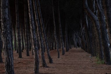 Yoğun çam ormanı atmosferik bir yol oluşturuyor. Uzun ağaç gövdeleri her iki tarafta da sıralanarak derinlik ve doğal kaplama hissi yaratıyor.