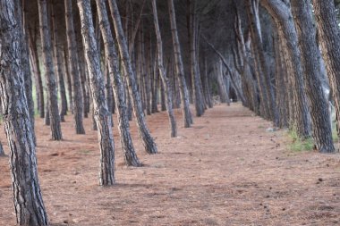 Çam ağacı ormanı doğal bir tünel oluşturuyor ve çam iğnelerinden oluşan bir halıyla huzurlu bir yola doğru ilerliyor.