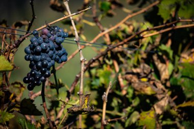 Olgun, koyu üzümler bir sarmaşığın üzerinde olgunlaşır, geç sezon büyümesini gösterir ve bir İtalyan üzüm bağında şarap üretimine hazırlanır.
