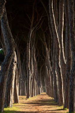 Sıralı çam ağaçları, güneşli bir ormanda doğal bir kemer yolu oluşturarak doğal bir güzellik ve sükunet hissi yaratıyor.