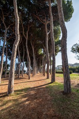 Çam ağacı geçidi yerde uzun gölgeler oluşturan doğal bir tünel oluşturuyor, barışı ve ilerideki yolu temsil ediyor.