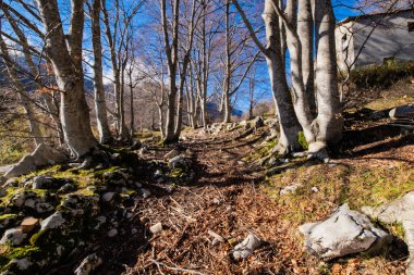 Yol çıplak ağaçlar ve kayalardan oluşan bir ormanlık alanda dönüyor. Düşen yapraklar zemini kaplıyor, doğal bir manzara yaratıyor.