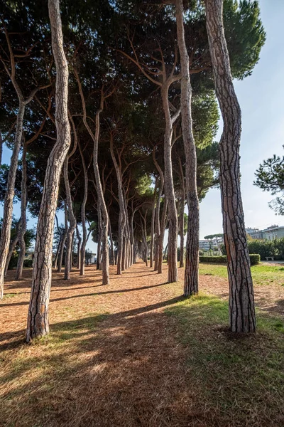 Çam ağacı geçidi yerde uzun gölgeler oluşturan doğal bir tünel oluşturuyor, barışı ve ilerideki yolu temsil ediyor.