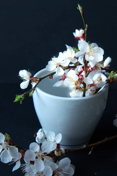 Šálek kávy a kvetoucí větev meruňky — Stock fotografie