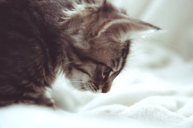 Yumuşak, tüylü hafif battaniyenin üzerinde kocaman güzel gözleri olan komik gri tekir kedicik. Renkli arka planda sevimli pofuduk kedi. Yumuşak evcil hayvan merakla bakıyor. Yan görünüm