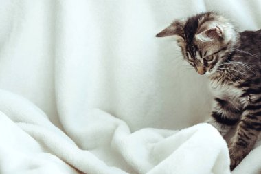 Yumuşak, tüylü hafif battaniyenin üzerinde kocaman güzel gözleri olan komik gri tekir kedicik. Renkli arka planda sevimli pofuduk kedi. Yumuşak evcil hayvan merakla bakıyor. Yan görünüm