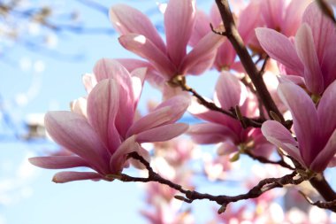 Bahar zamanı manolya çiçekleri. Ağaç dalında güzel pembe bahar manolyası çiçekleri