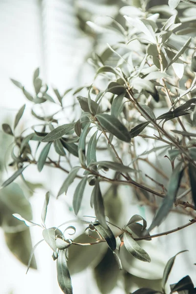 Kavanozda zeytin ağacı. Kapalı alanda, arka planda yeşil bir saksı bitkisi. Duvara odaklanma gölgesi. Ev bitkileri