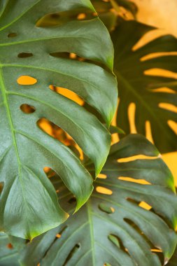 Turuncu arka planda büyük güzel tropikal canavar yaprakları. Ev bitkileri