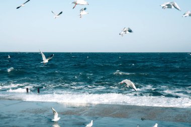 Birçok martı mavi parlak gökyüzünde ve derin mavi fırtınalı okyanusta gezinir. Skyline arka planı. Gökyüzünde güzel beyaz bulutlar. Denizin Ufku