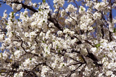 Mavi gökyüzünün arka planında açan kayısı dalları. Bahar çiçekleri