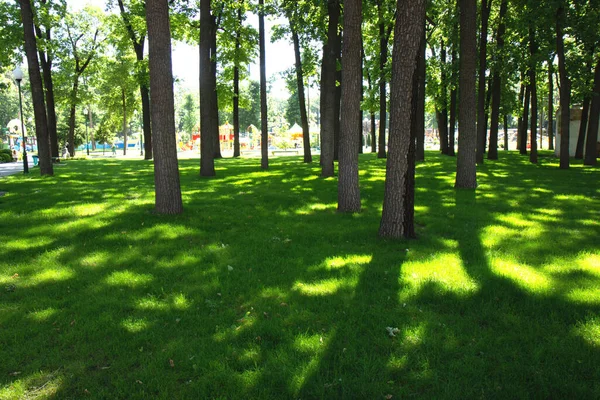 Parkta Bir Yaz Günü Güneş Işınları Parkta Yeşil Çimen — Stok fotoğraf