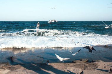 Fırtınalı deniz, beyaz köpüklü ve arka planlı okyanus birçok martı gökyüzünde süzülüyor. Denizin Ufku.