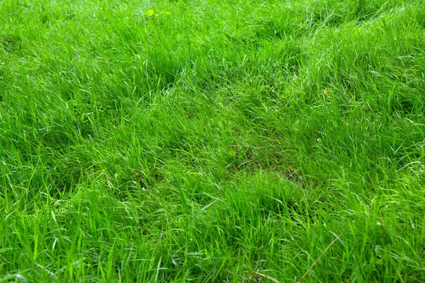 Grüner Gras Hintergrund Frisches Hellgrünes Gras Einem Sonnigen Tag Aus — Stockfoto