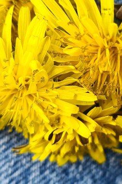 Kot arka planında bir sürü sarı parlak karahindiba çiçeği. Kopya alanı olan bahar çiçeği