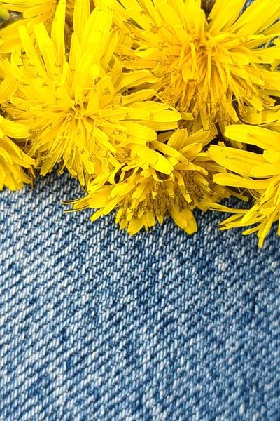 Wiele Żółtych Jasnych Kwiatów Mniszka Lekarskiego Tle Jeansów Wiosenny Kwiat — Zdjęcie stockowe