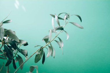 Kavanozda zeytin ağacı. Yeşil arka planda kapalı yeşil saksı bitkisi. Ev bitkileri