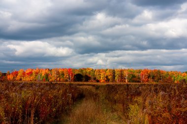 Parlak renkler sonbahar ağaç. Sonbahar manzara.