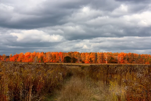 As cores brilhantes das árvores de outono. Paisagem de outono . — Fotografia de Stock