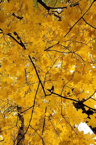 Colores brillantes árboles de otoño. Paisaje otoñal . — Foto de Stock