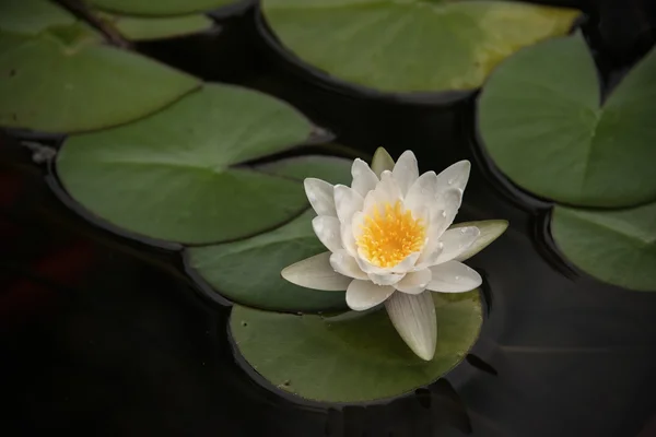 Lotus çiçeği.