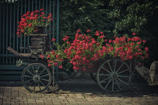 Rode bloemen Stockfoto