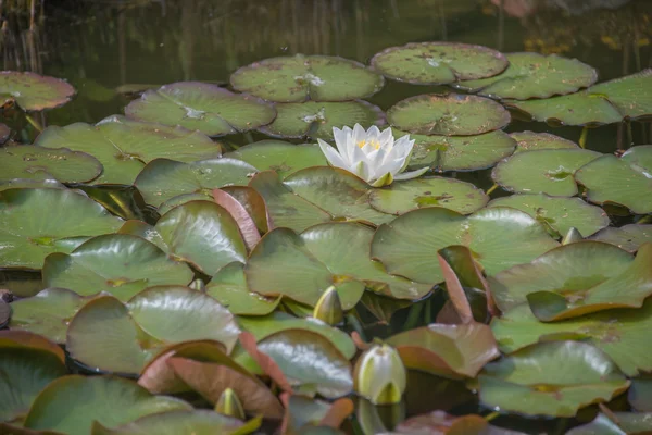 Lotus çiçeği.