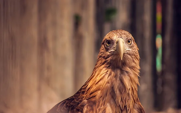 Adler lizenzfreie Stockbilder