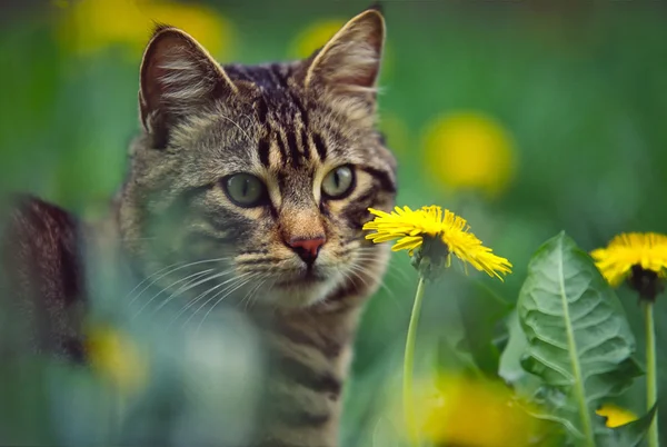 Chat avec des fleurs — Photo