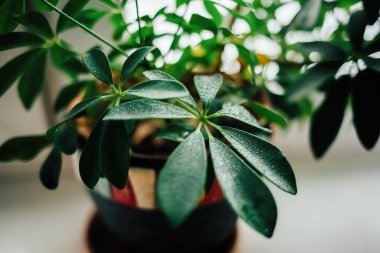 Pencere kenarındaki ev bitkisi