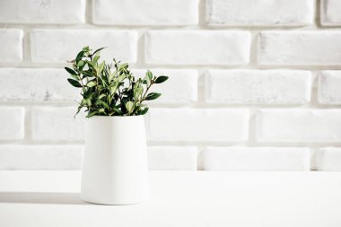 Masada yeşil dallı bambu diş fırçaları, sağlık konsepti