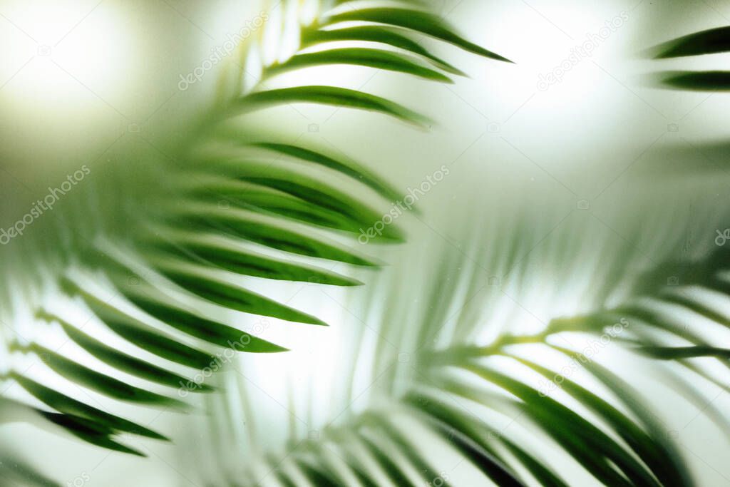 Palm leaves on the glass in a blur