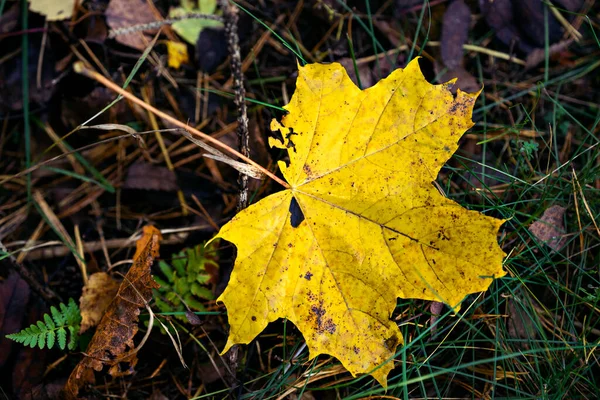 Ослабленный осенний фон листьев. Закрыть. — стоковое фото