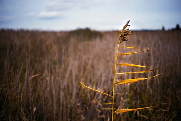 Selective focus on reed in the blurred reeds background near the lake. Close up — Stock Photo, Image