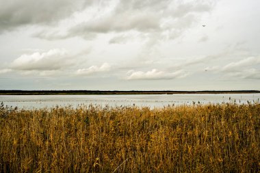 Odaklanamayan, bulanık sonbahar manzarası kuşlarla ve sazlıklarla göl manzarası. Sazlıkta seçici gocus.