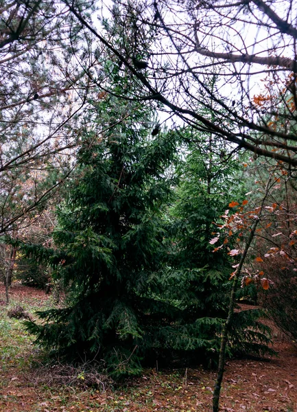 Gedeocaliseerde achtergrond met spar in het bos. Wazig achter, close-up — Stockfoto