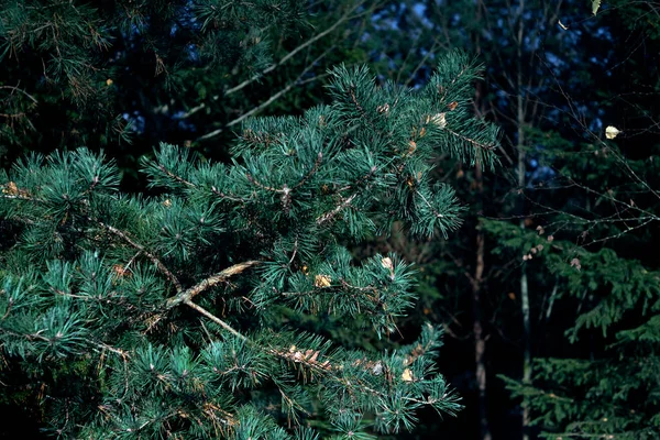 Rama de pino desenfocada en el fondo borroso del bosque. De cerca. — Foto de Stock